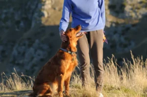 Semillas adheridas a la ropa tras un paseo por la montaña, inspiración natural del invento del Velcro.