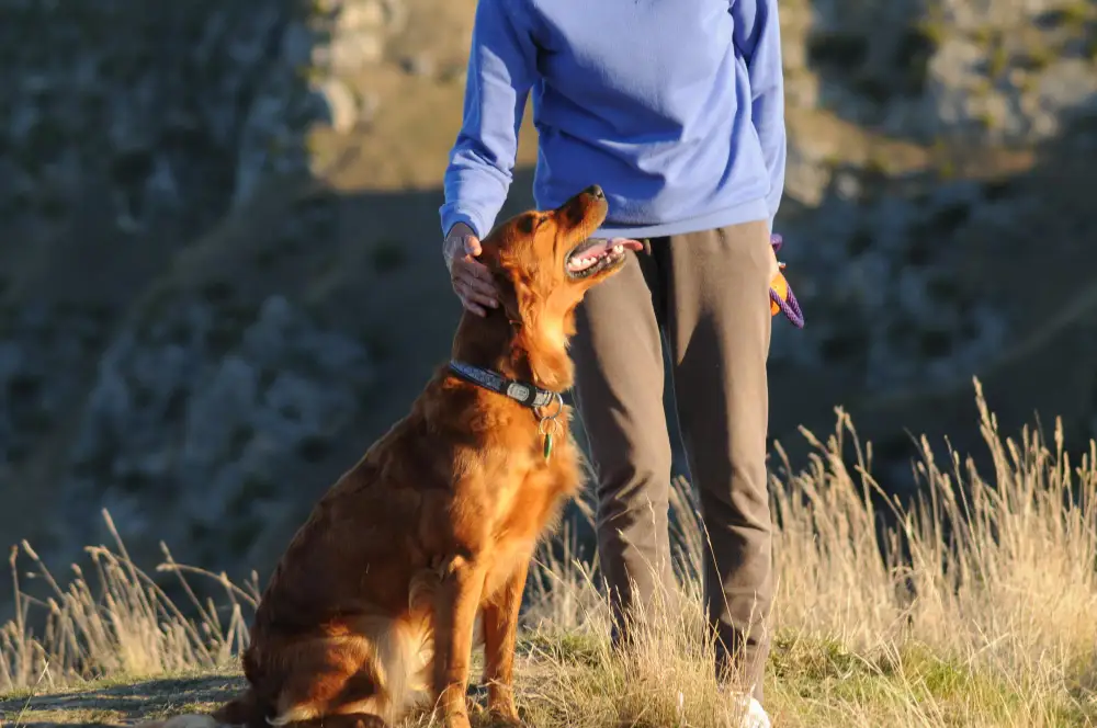 Semillas adheridas a la ropa tras un paseo por la montaña, inspiración natural del invento del Velcro.